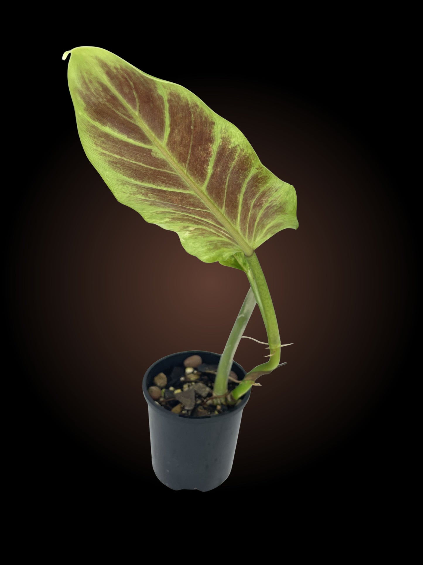 Philodendron Subhastatum Variegated
