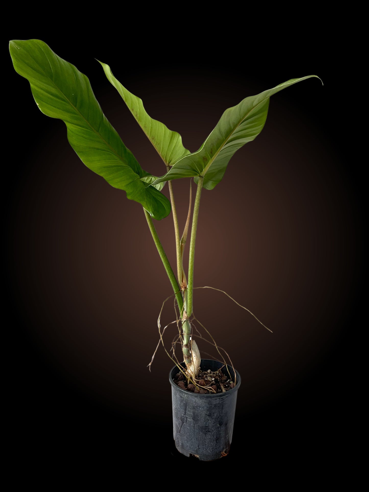 Weekly Auction - 60cm+ Philodendron Subhaustatum Non-TC