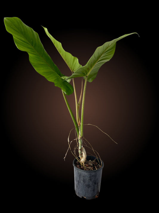 Weekly Auction - 60cm+ Philodendron Subhaustatum Non-TC