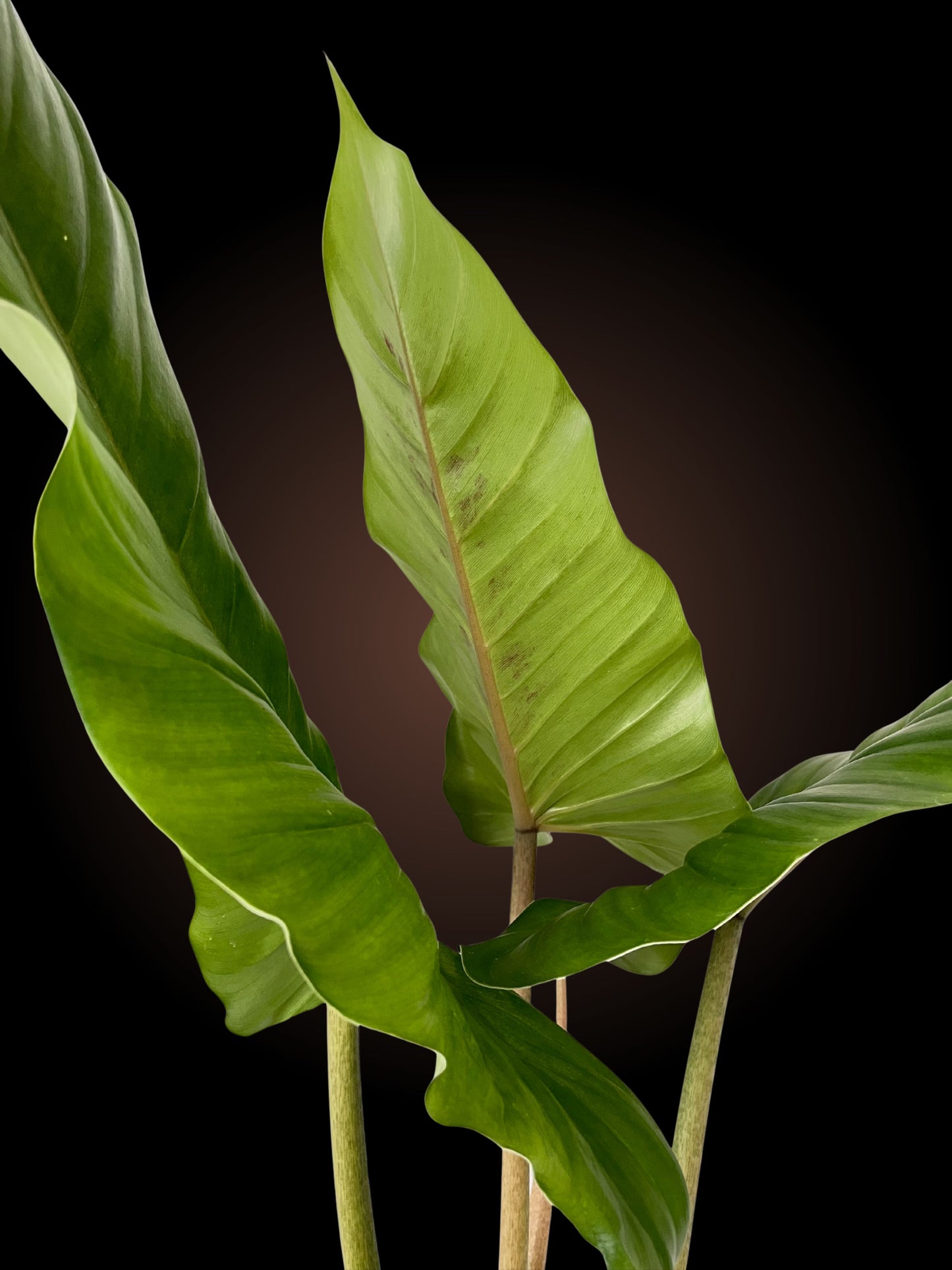 Weekly Auction - 60cm+ Philodendron Subhaustatum Non-TC