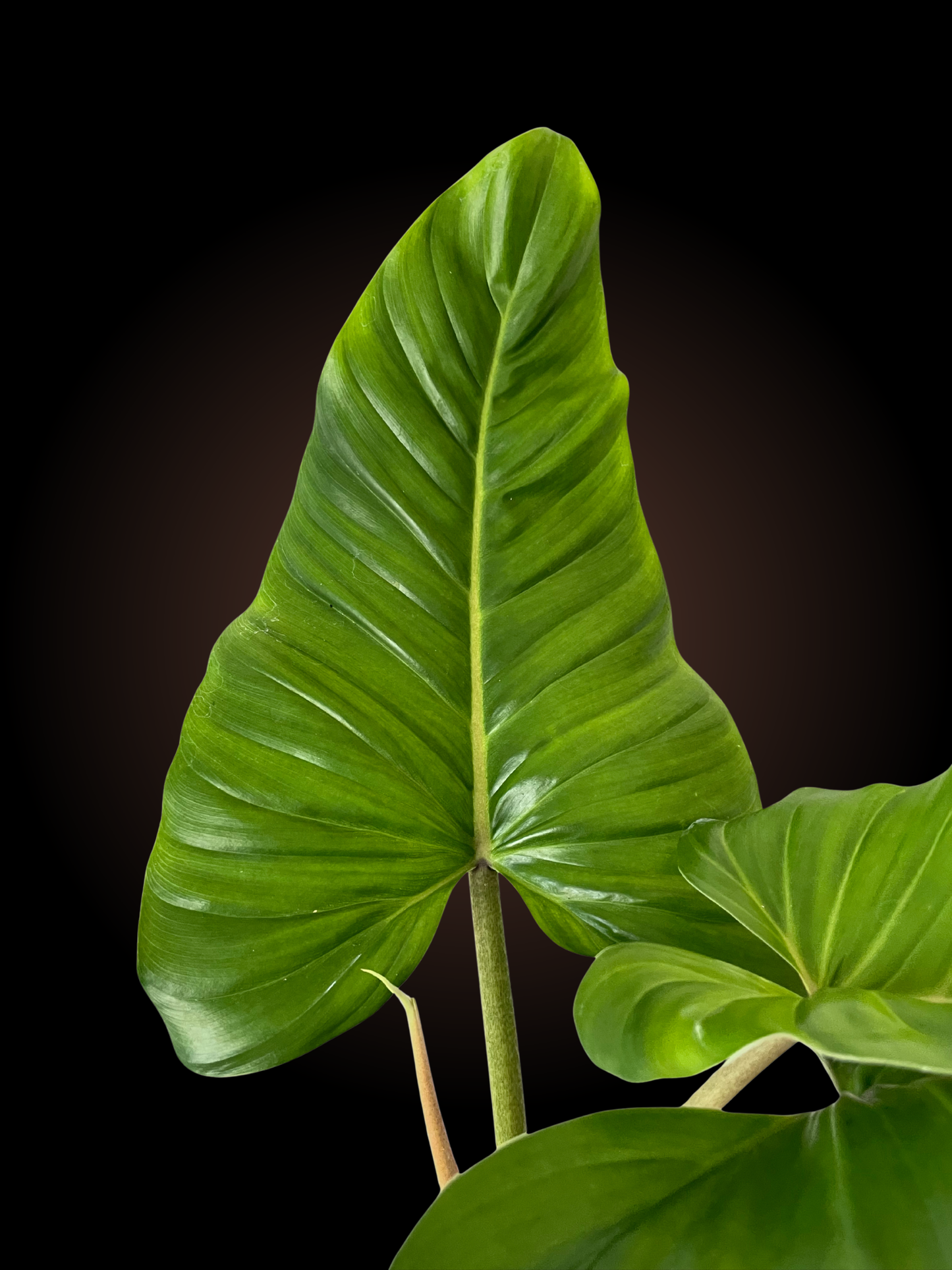 Weekly Auction - 60cm+ Philodendron Subhaustatum Non-TC