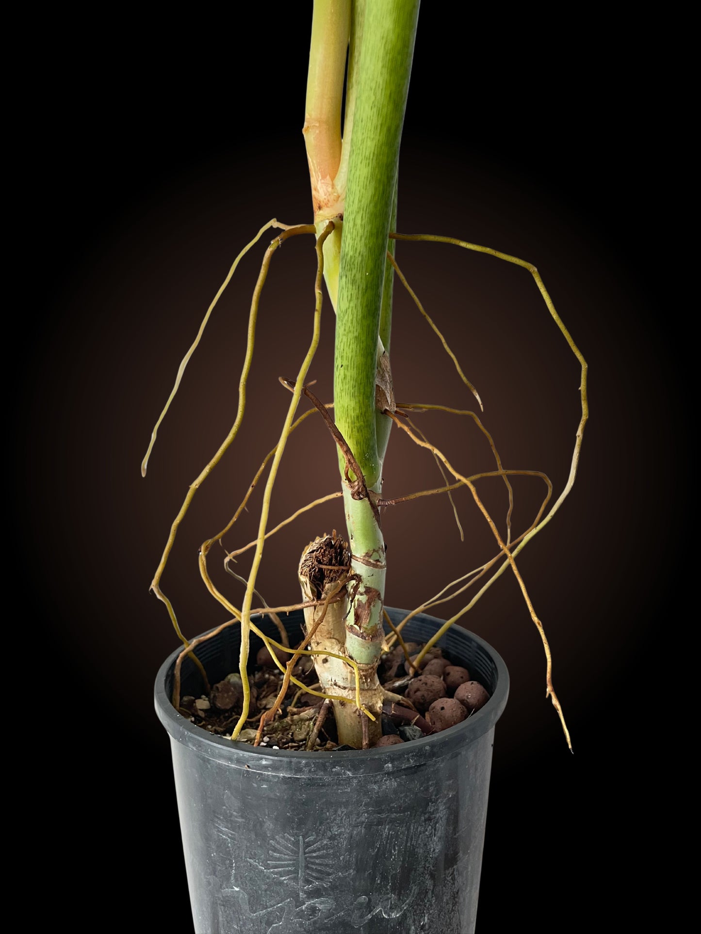 Weekly Auction - 60cm+ Philodendron Subhaustatum Non-TC