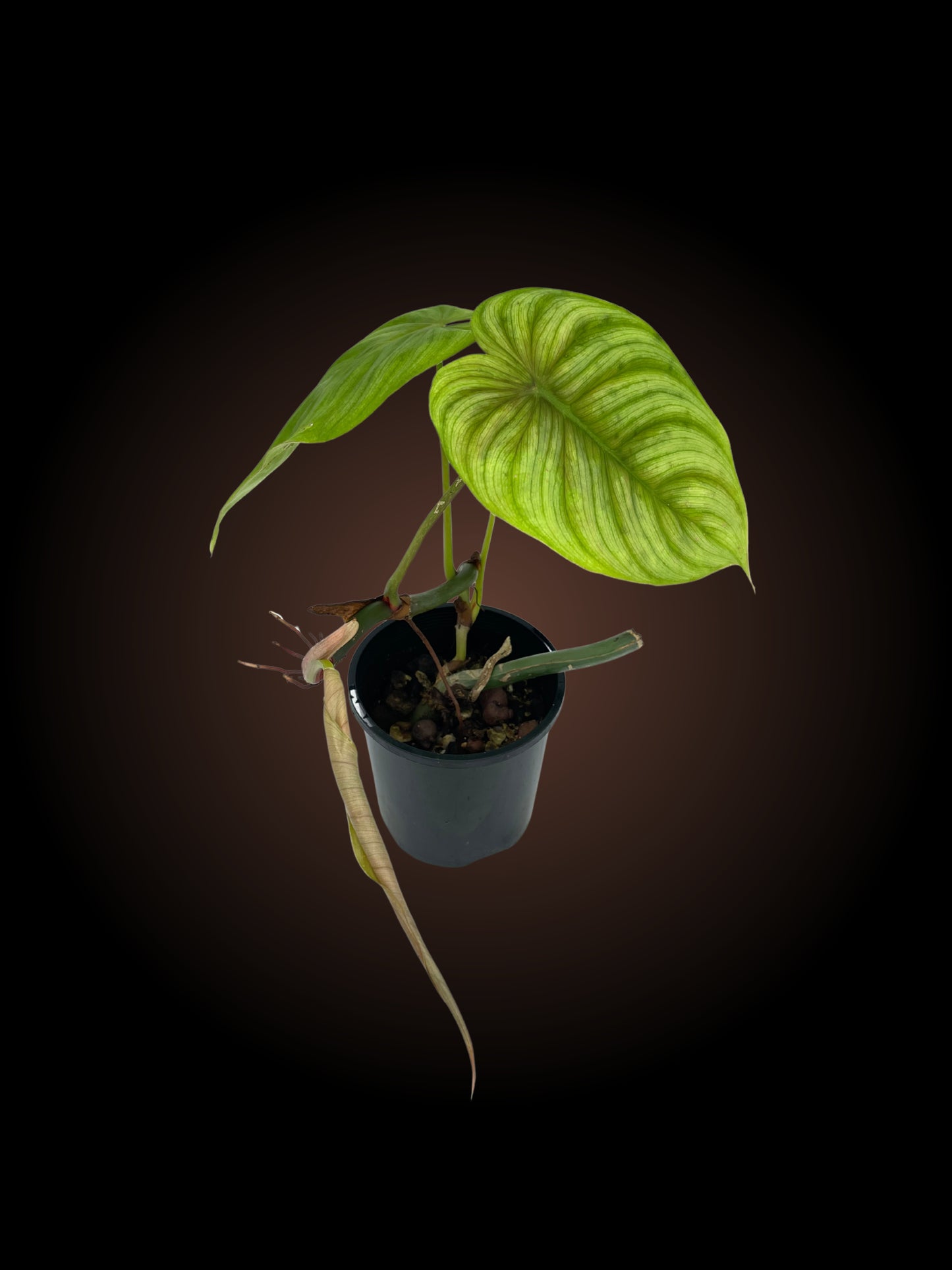 Philodendron Tenue x Plowmanii