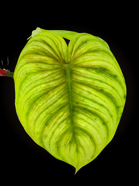 Philodendron Tenue x Plowmanii