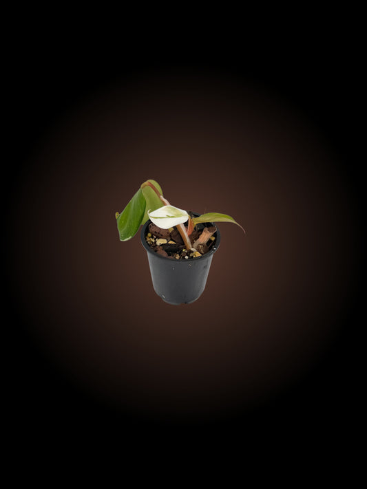 Philodendron White Knight