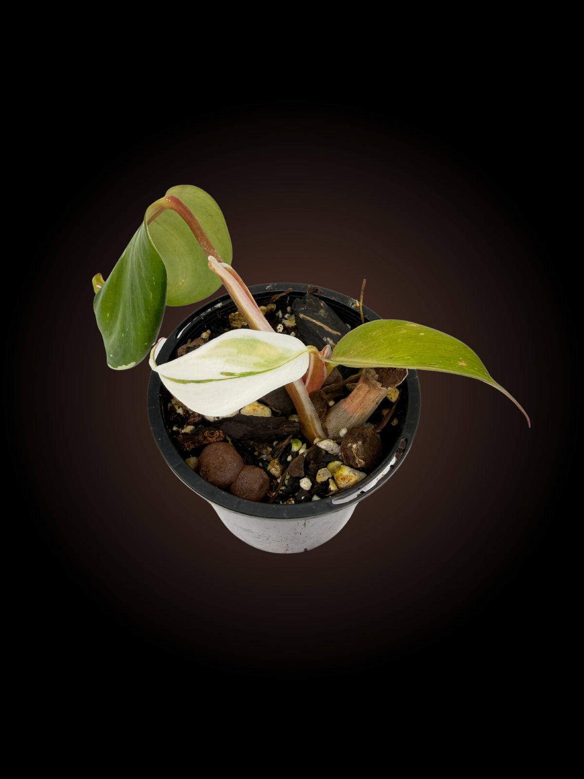 Philodendron White Knight
