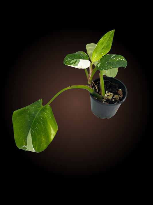 Philodendron White Princess
