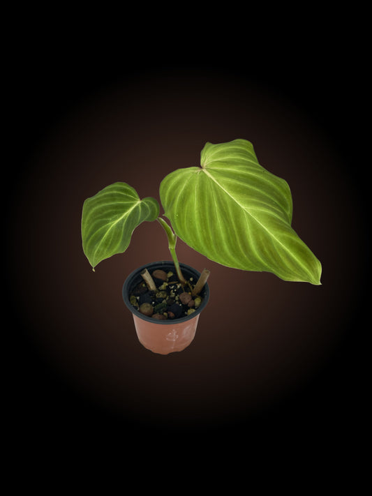 Philodendron Zeus