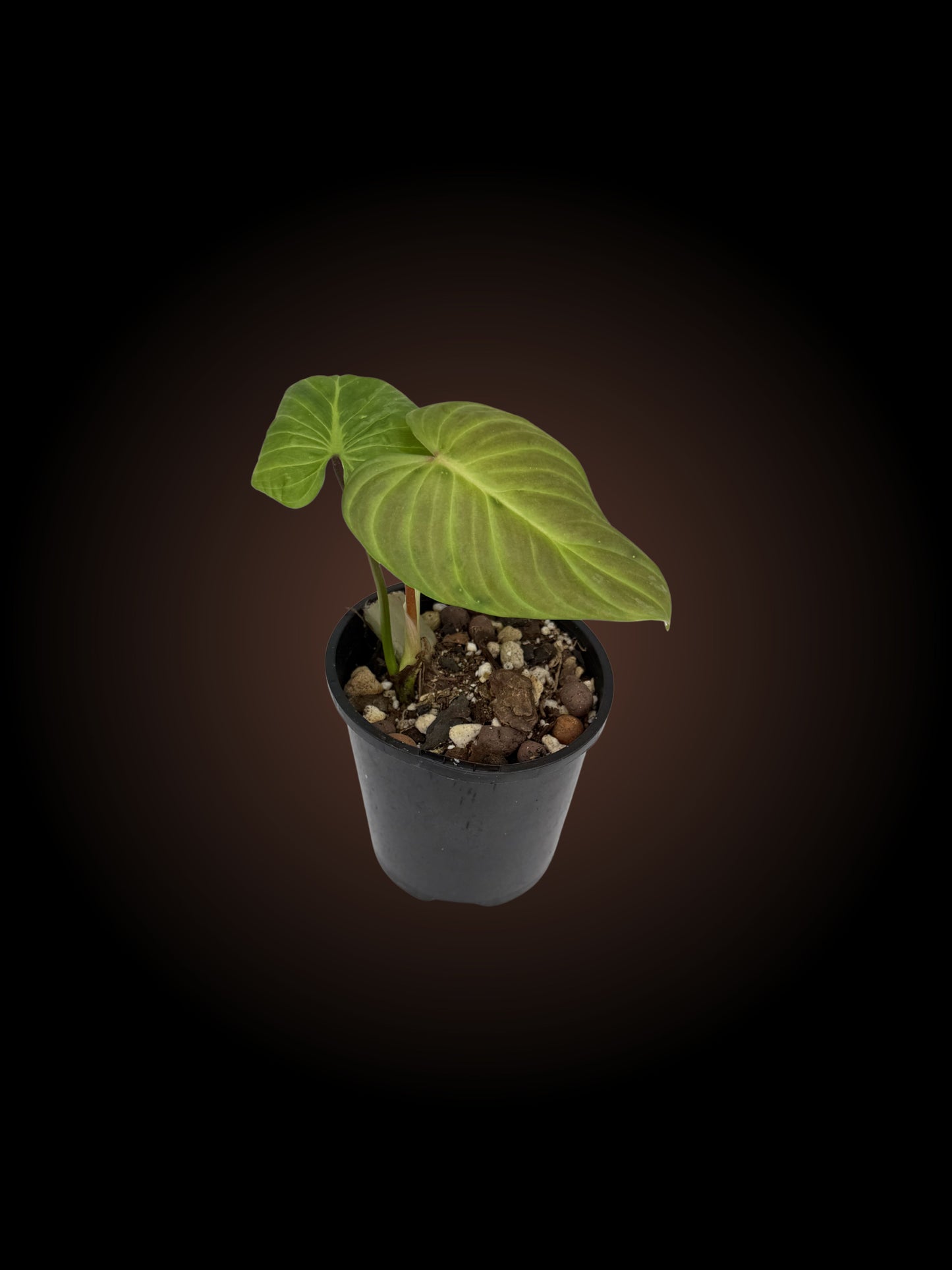 Philodendron Zeus