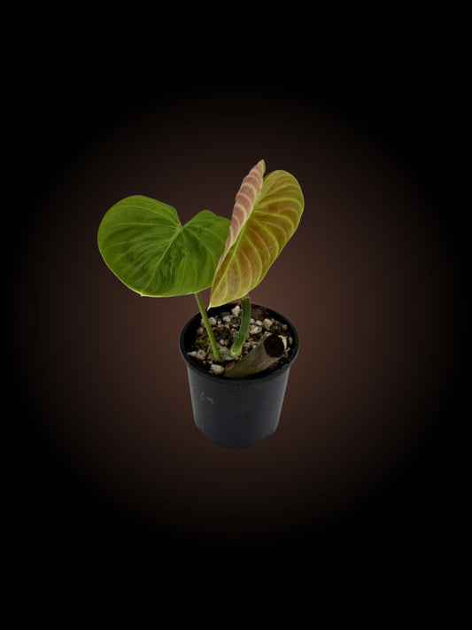 Weekly Auction - Philodendron Zeus