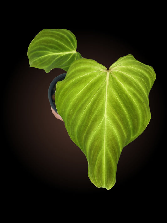 Philodendron Zeus