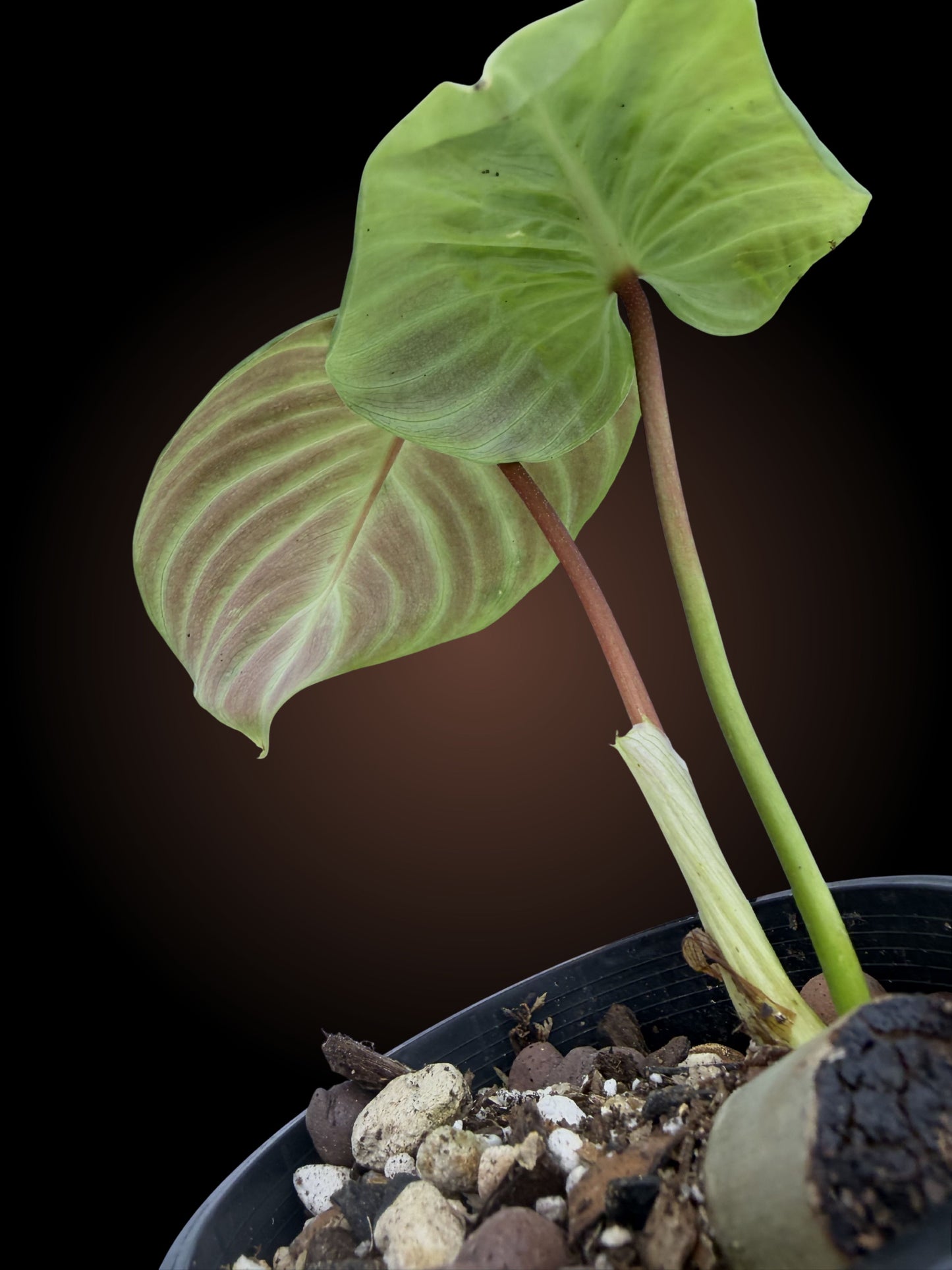 Philodendron Zeus