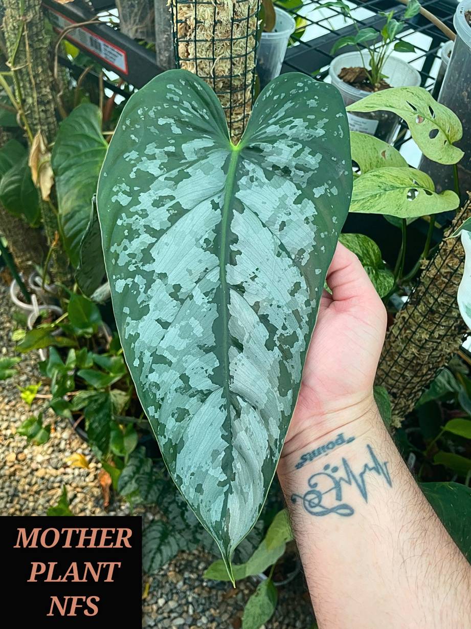 Non-TC Philodendron Brandtianum