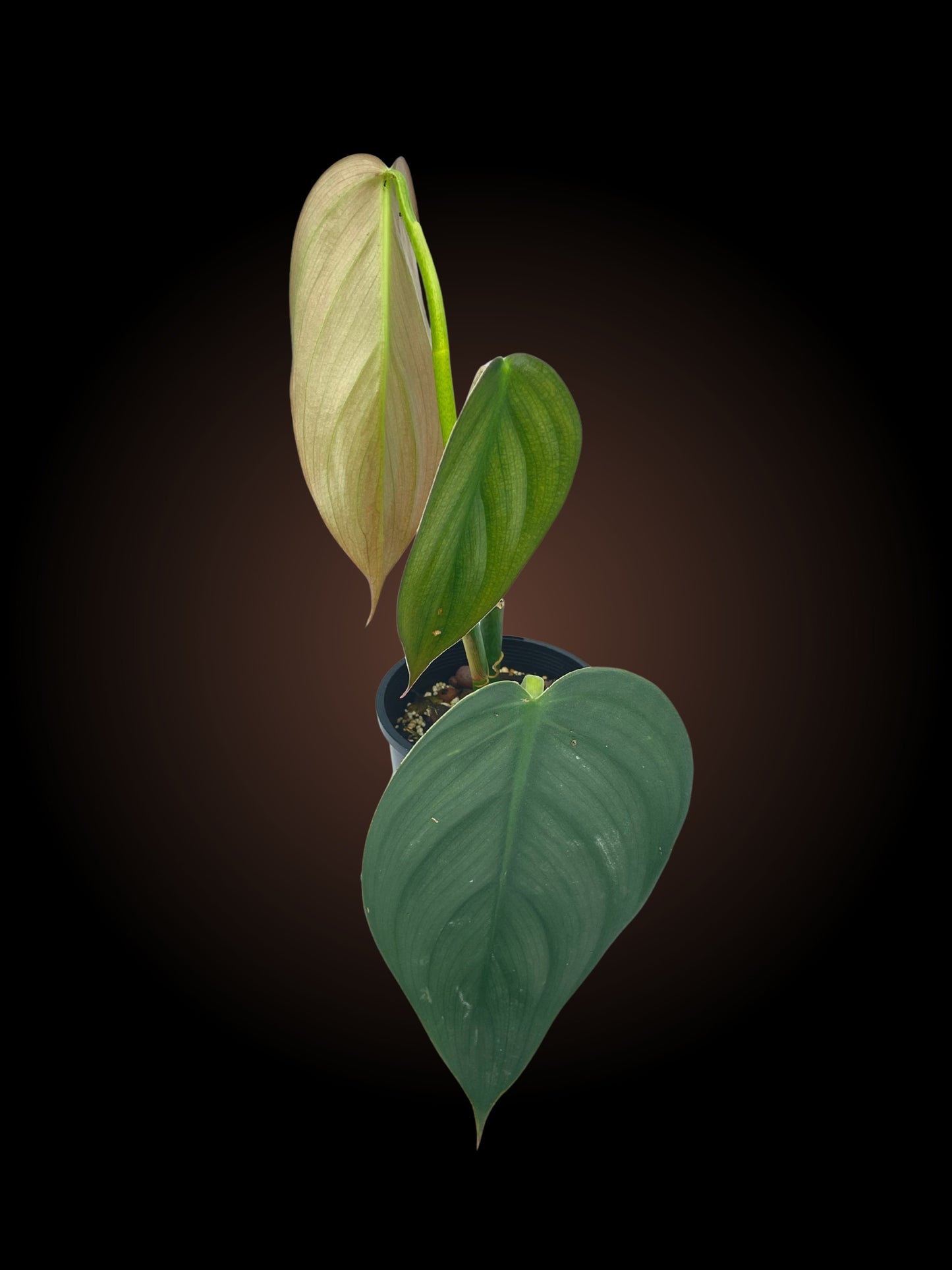 Philodendron Burle Marx Fantasy Non-TC