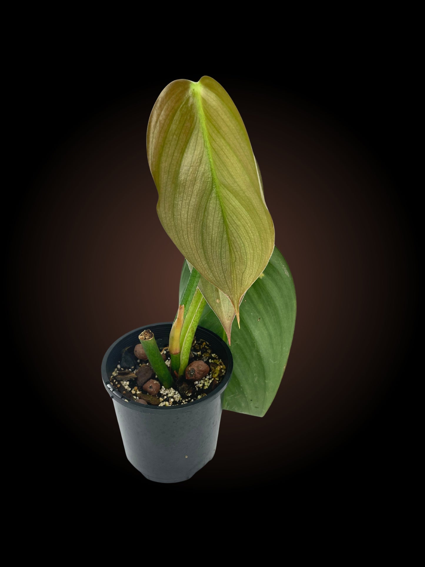 Philodendron Burle Marx Fantasy Non-TC