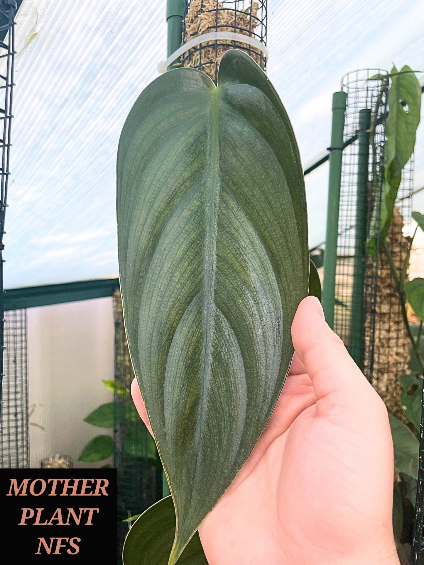 Philodendron Burle Marx Fantasy Non-TC