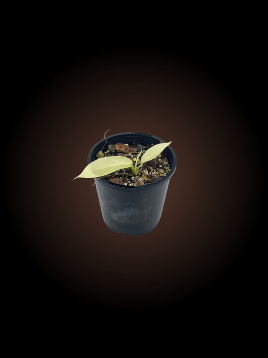 Philodendron Florida Ghost Non-TC