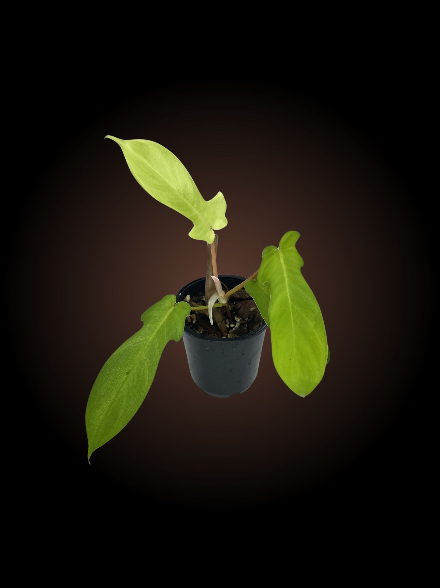 Philodendron Florida Ghost Non-TC