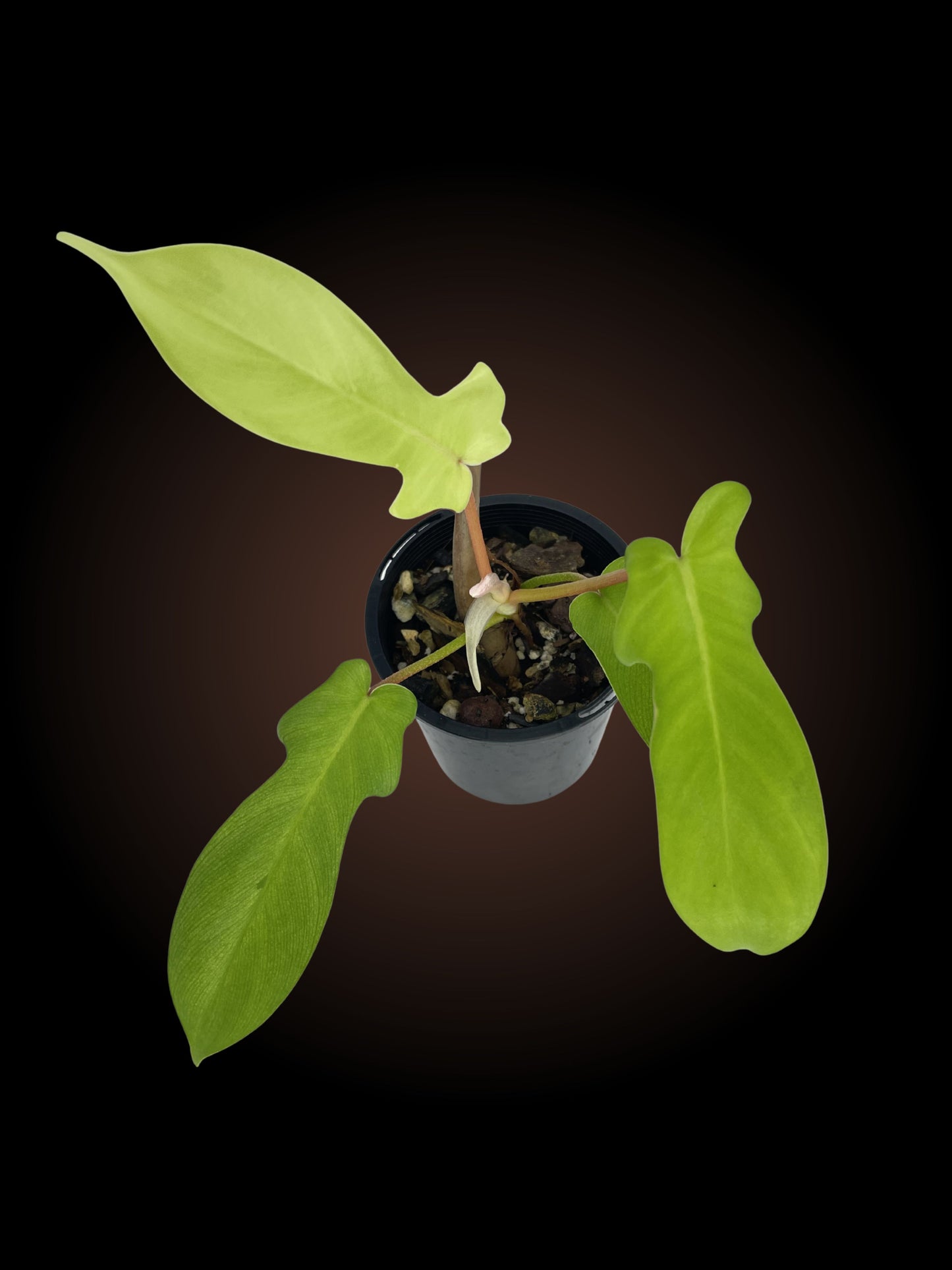 Philodendron Florida Ghost Non-TC