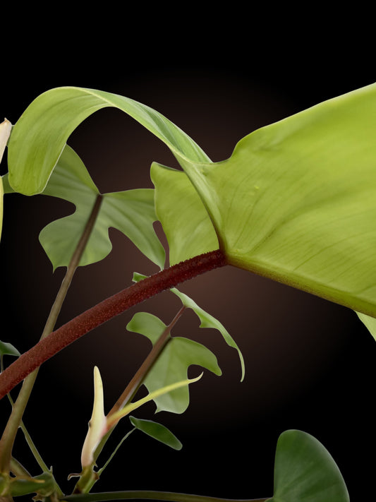 Weekly Auction - Double Headed Philodendron Florida Rudolph