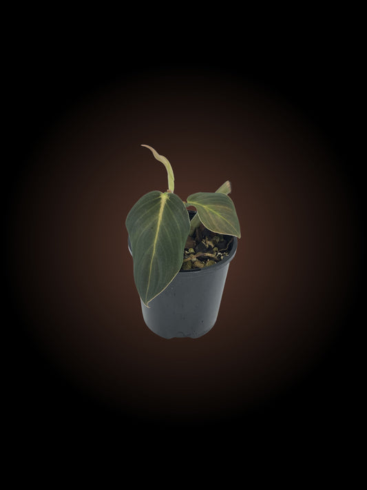 Philodendron Gigas