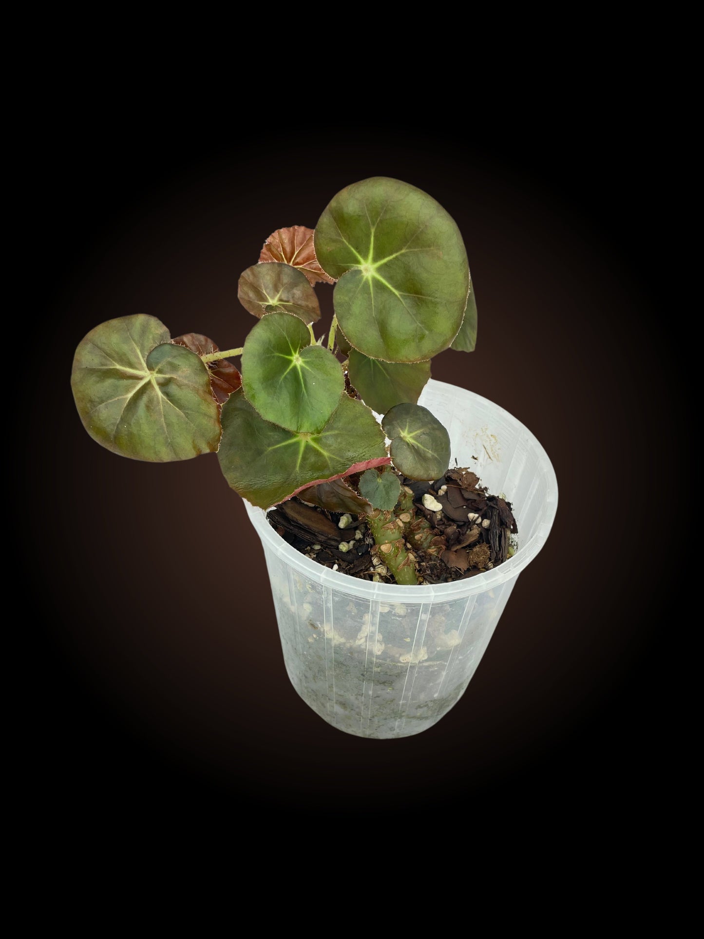 Begonia Beefsteak