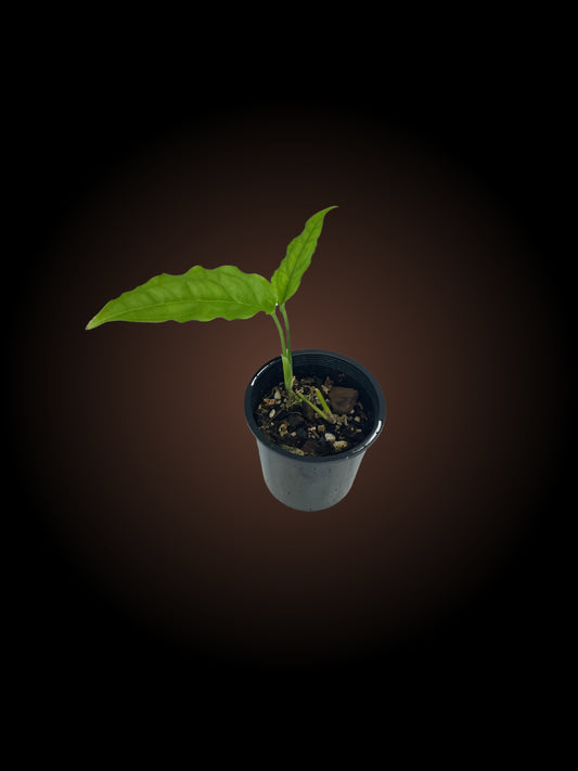 Monstera Obliqua Tiwintza Narrow