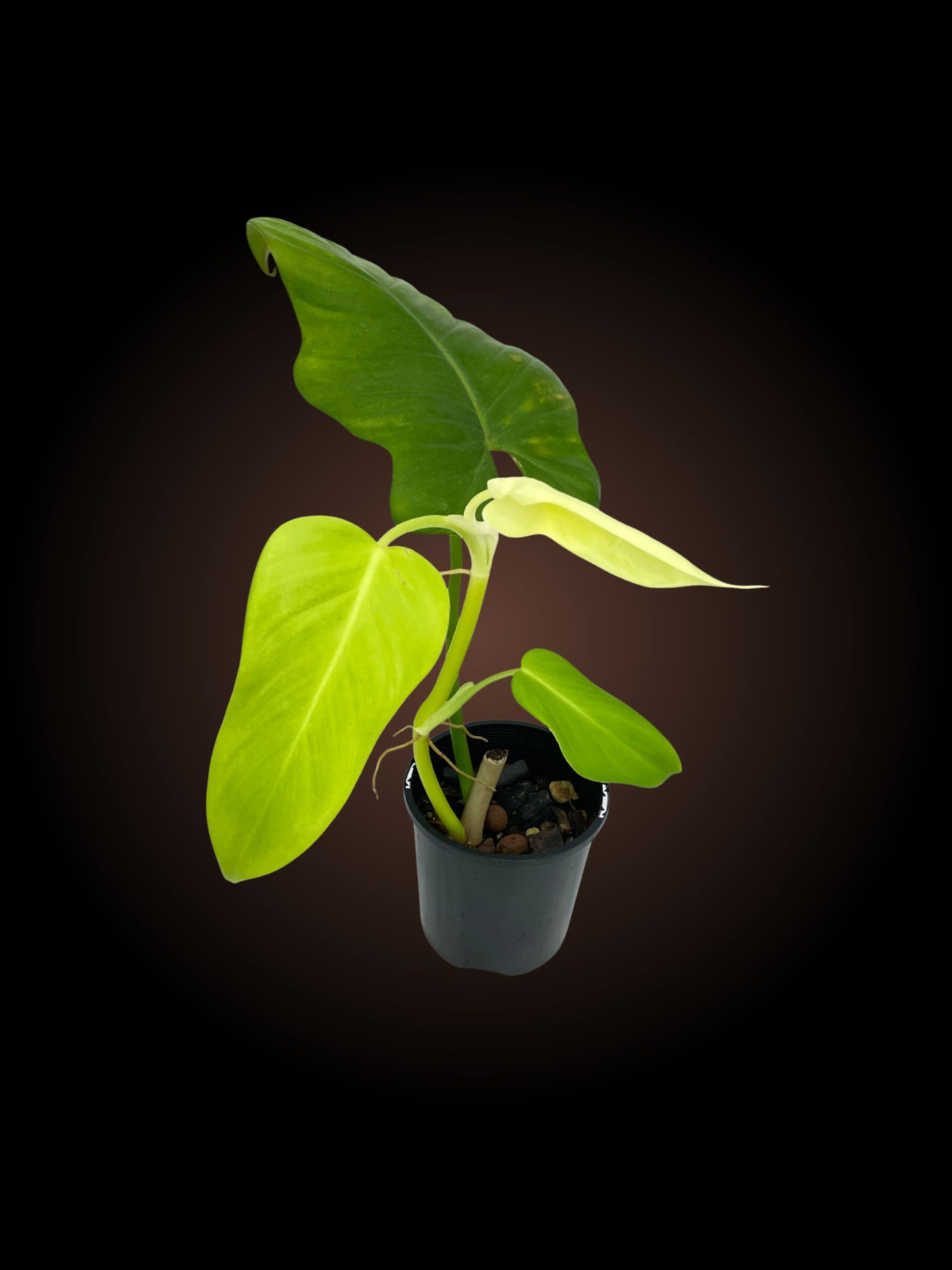 Philodendron Golden Violin
