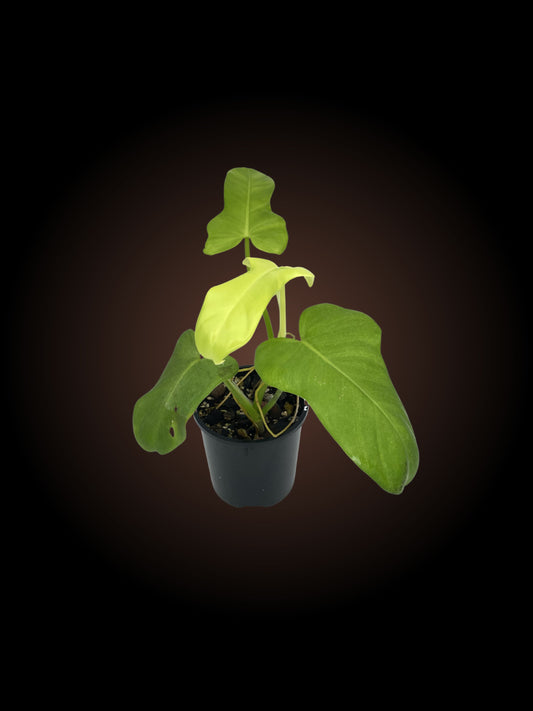 Philodendron Golden Violin