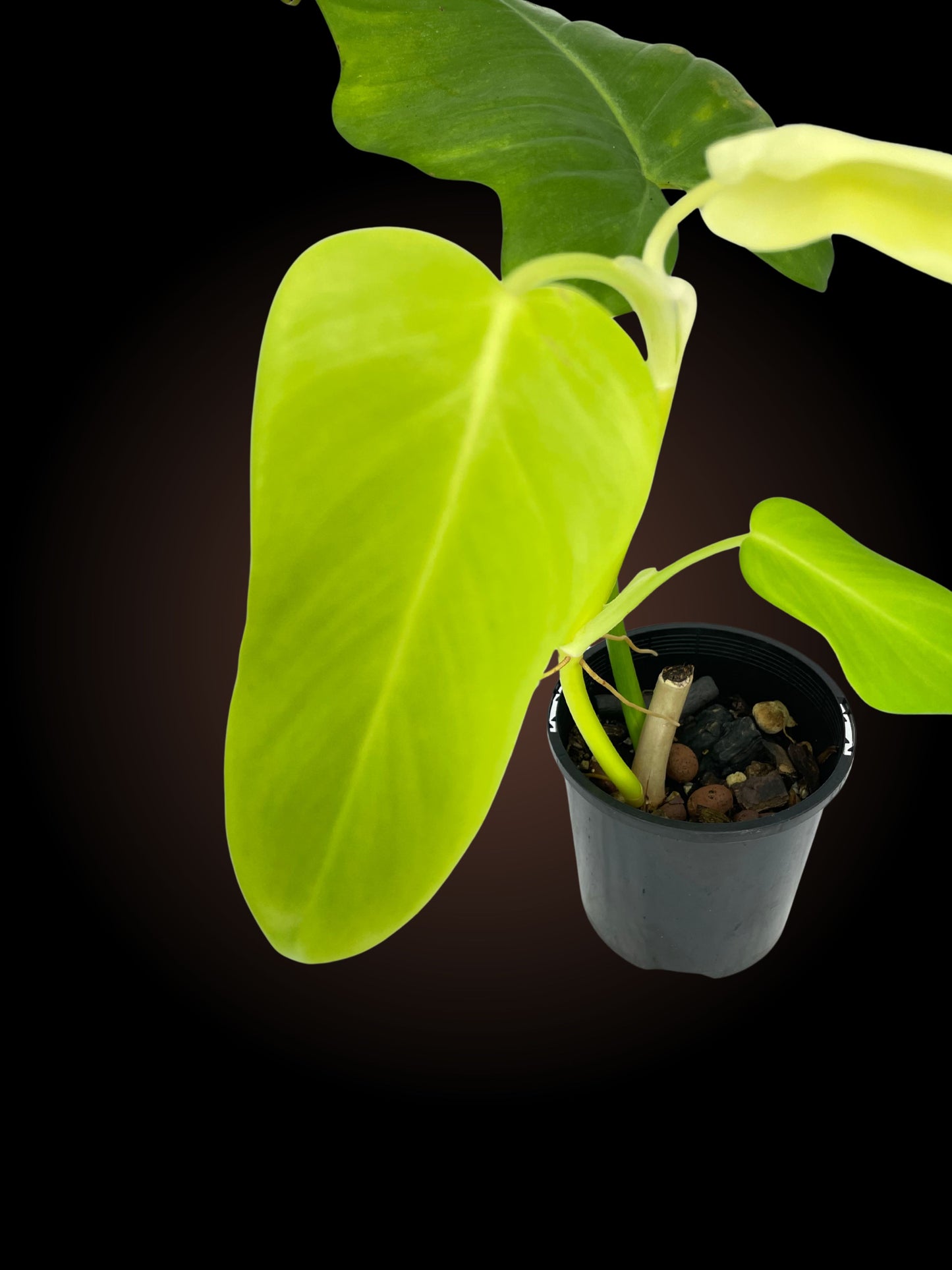Philodendron Golden Violin