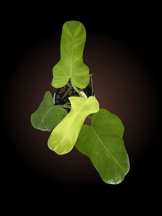 Philodendron Golden Violin