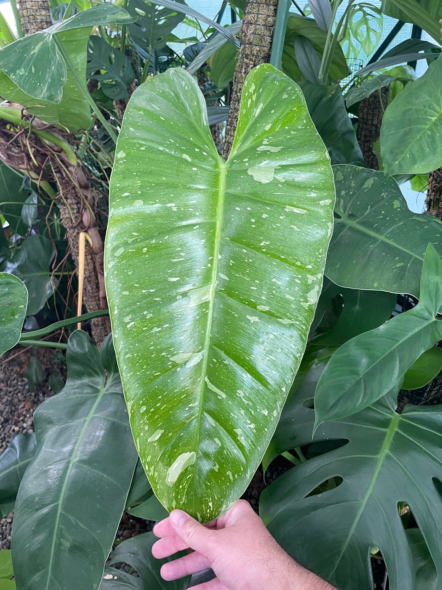 Philodendron Jose Buono Non-TC