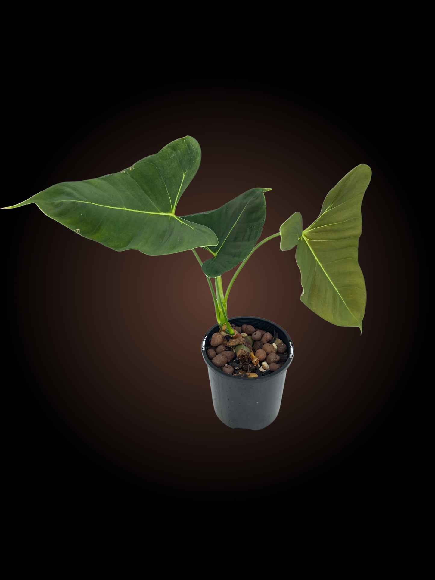 Philodendron Lupinum Non-TC
