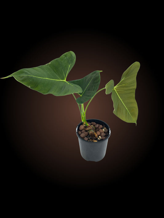 Philodendron Lupinum Non-TC