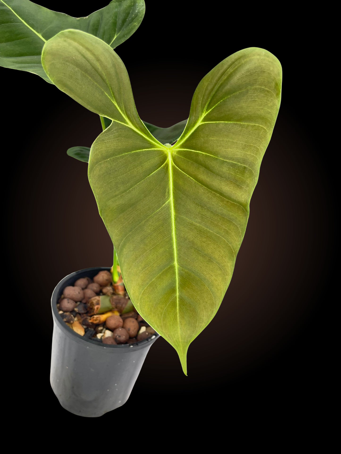 Philodendron Lupinum Non-TC