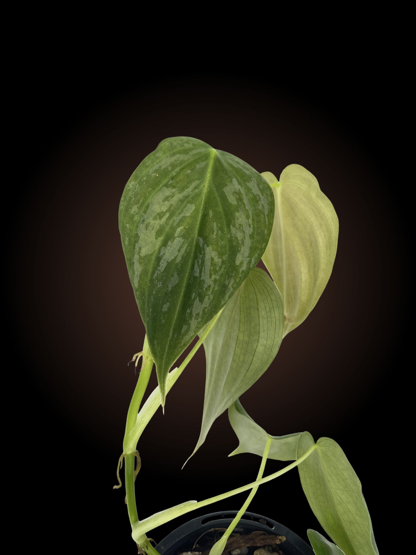 Philodendron Melanochrysum x Brandtianum