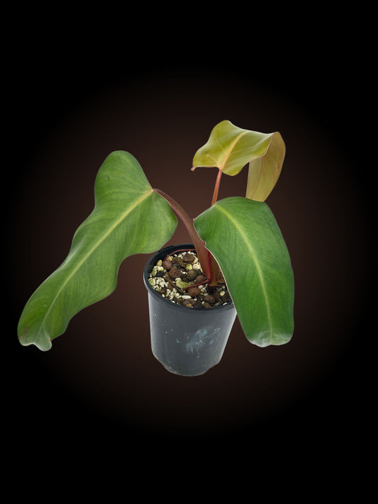 Philodendron Red Emerald Non-TC
