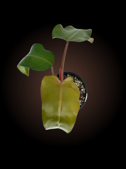 Philodendron Red Emerald Non-TC