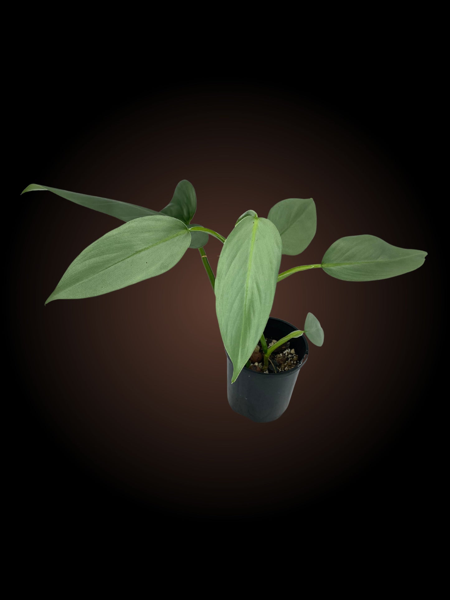 Philodendron Silver Sword Non-TC