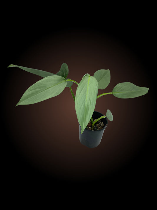 Philodendron Silver Sword Non-TC
