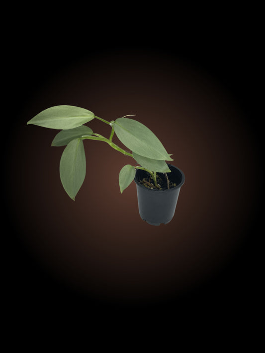 Philodendron Silver Sword Non-TC