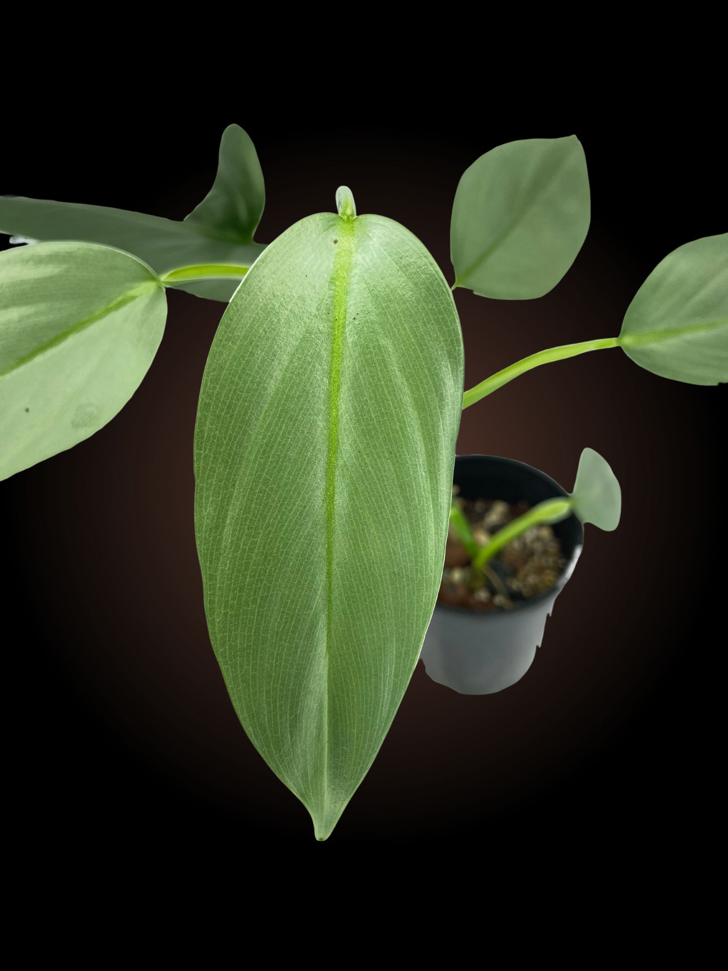 Philodendron Silver Sword Non-TC