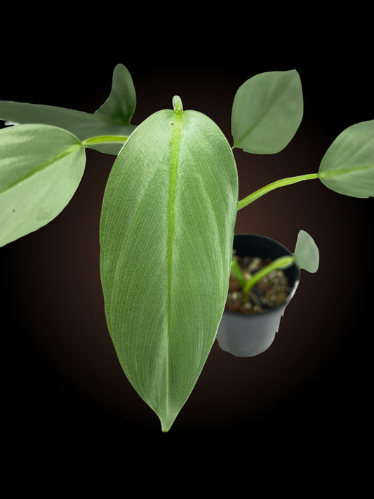 Philodendron Silver Sword Non-TC