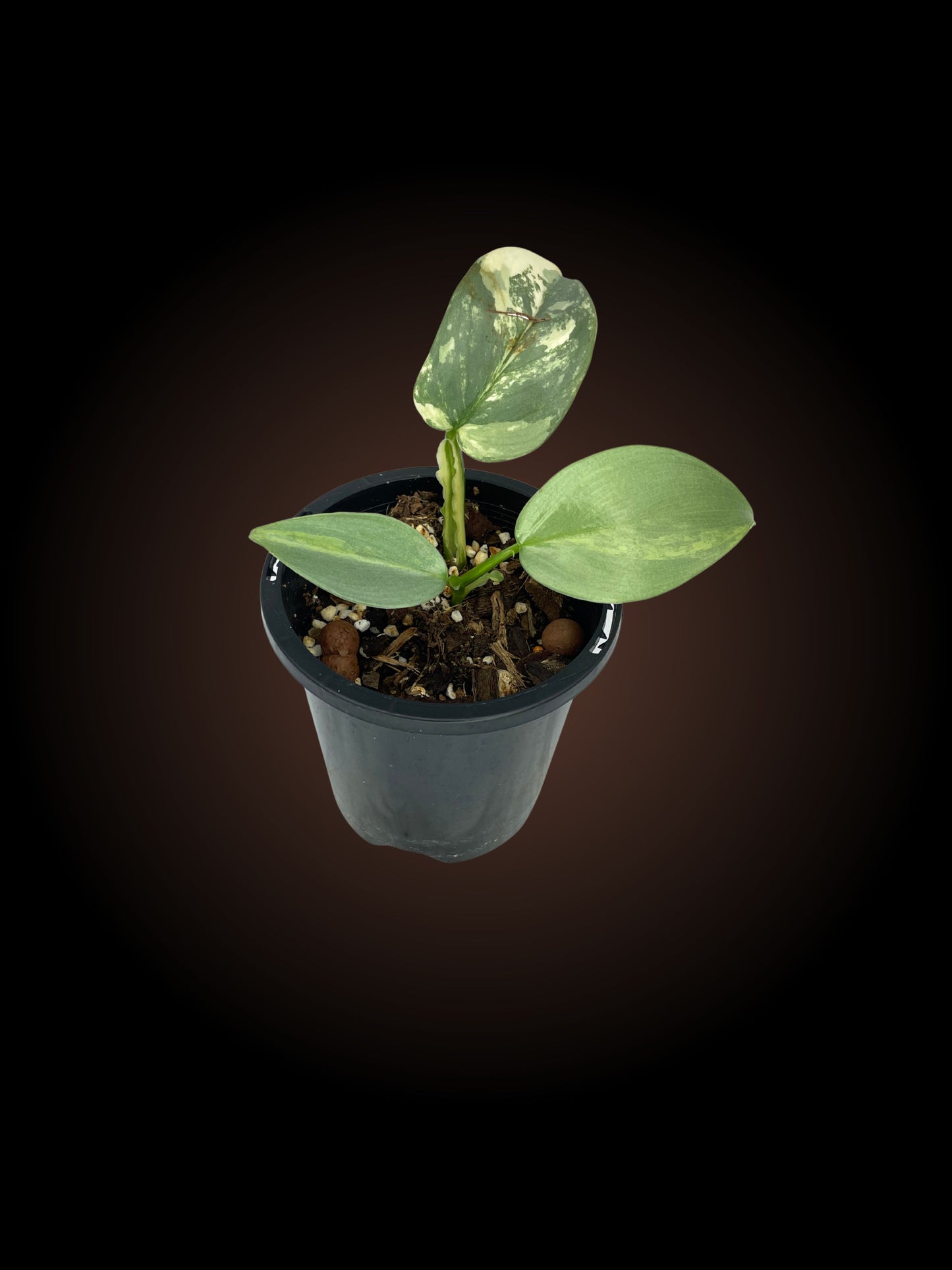 Philodendron Silver Sword Variegated 2
