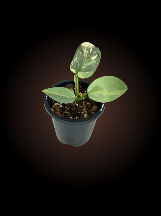 Philodendron Silver Sword Variegated 2