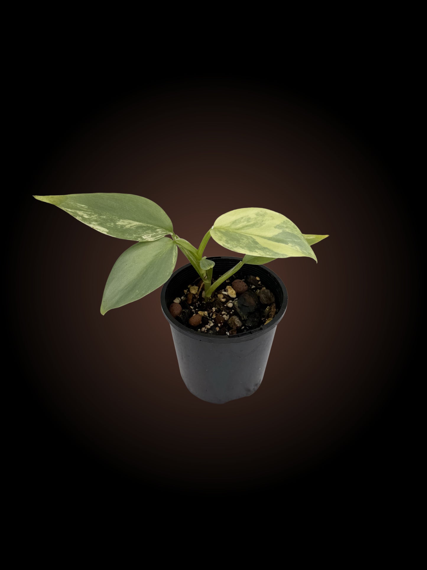 Philodendron Silver Sword Variegated