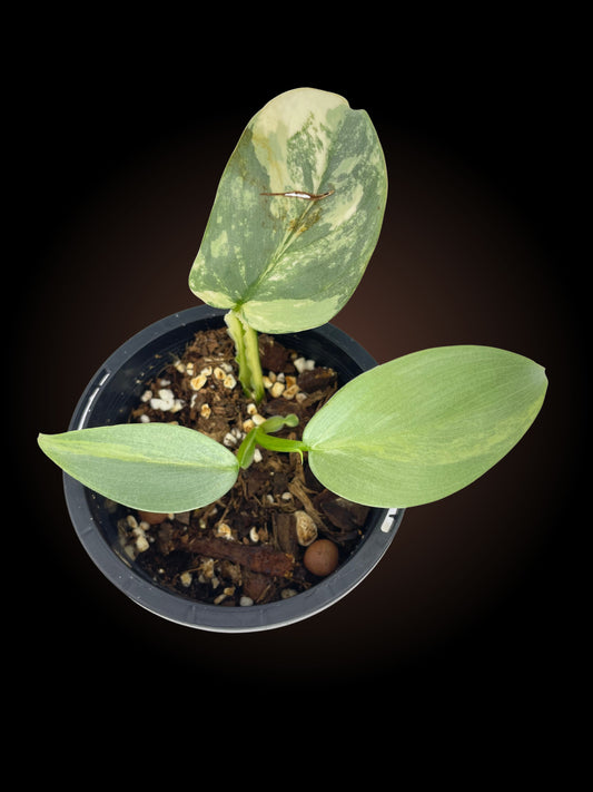 Philodendron Silver Sword Variegated 2