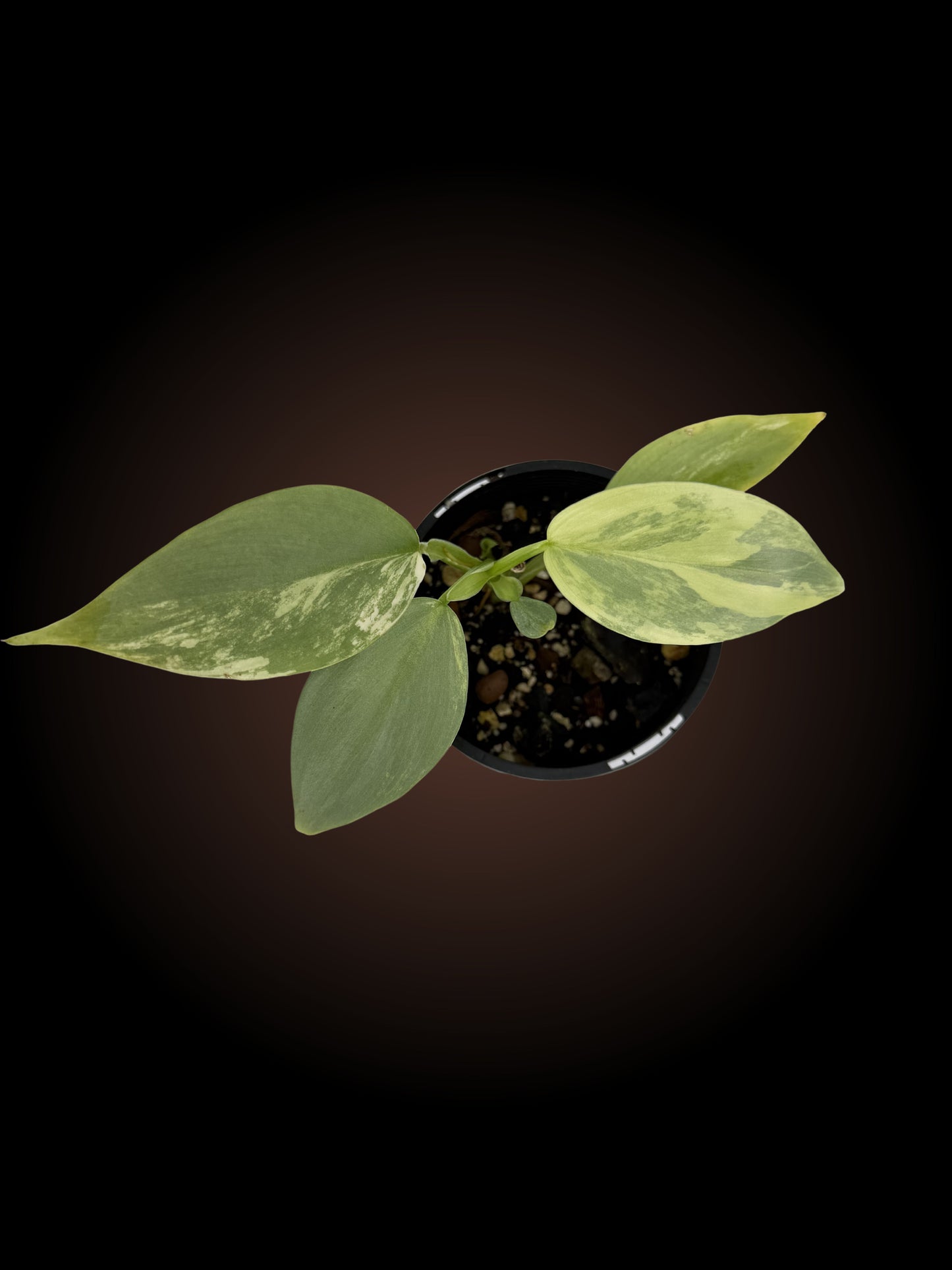 Philodendron Silver Sword Variegated