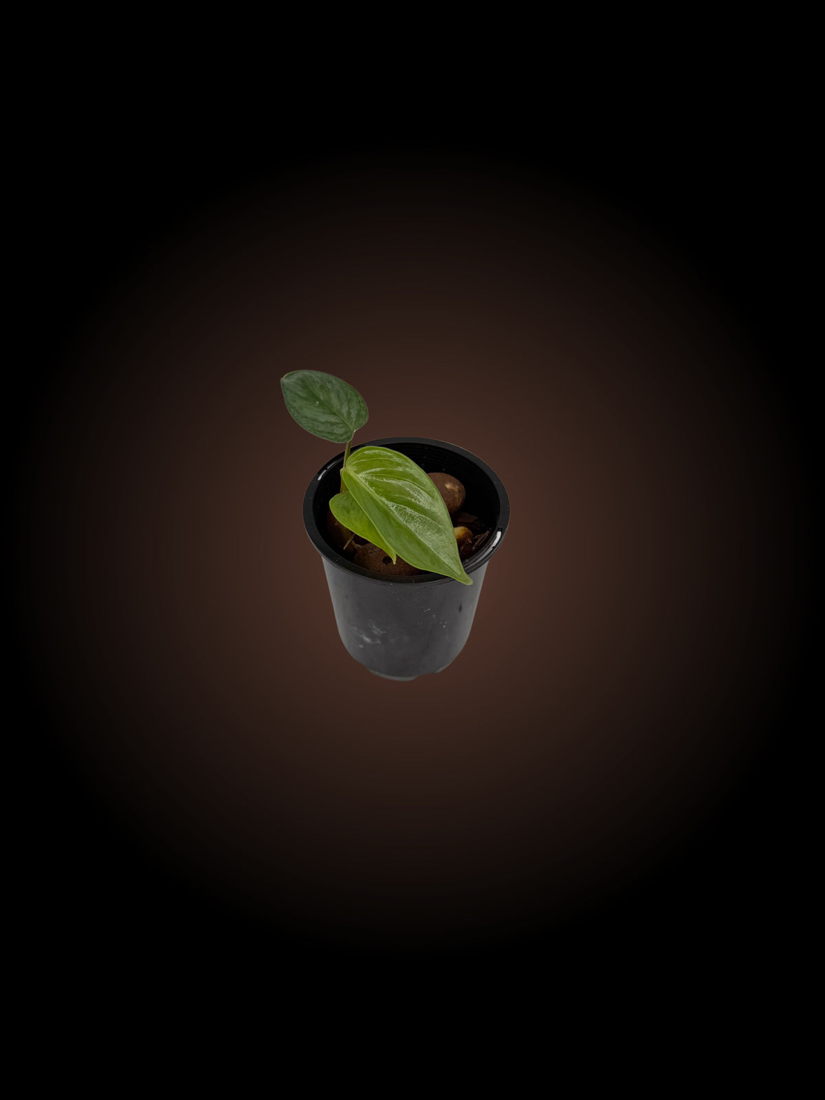 Philodendron Sodiroi Non-TC