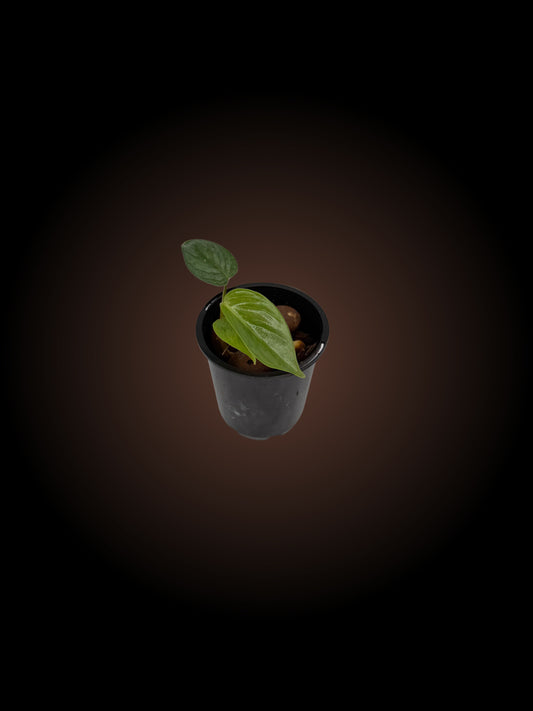 Philodendron Sodiroi Non-TC